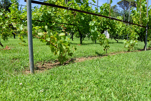Vineyard. Grape vine garden with grass area