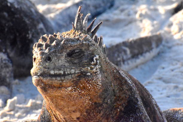 istock Galapagos Marine Iguanas 1451463880