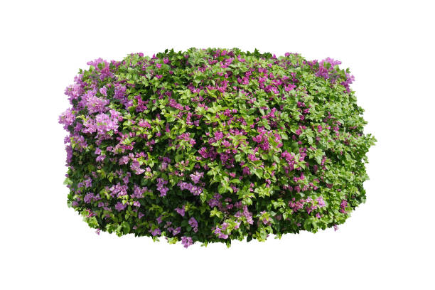 istock Green bush isolated on white background. 1451464825