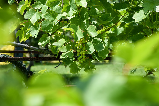 Vineyard. Grape vine garden, Grapes growing on the vine