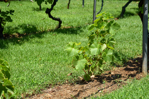 Bottle of red wine in green leaves, white background  