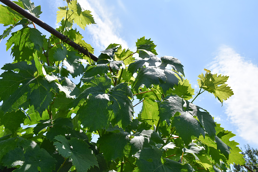 Vineyard. Low angle view vine leaves and sky background