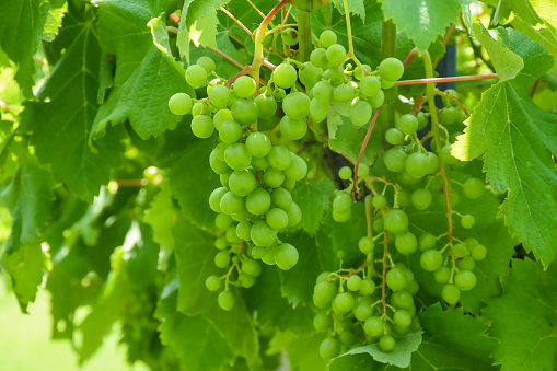 Vineyard. Grape vine garden, Grapes growing on the vine