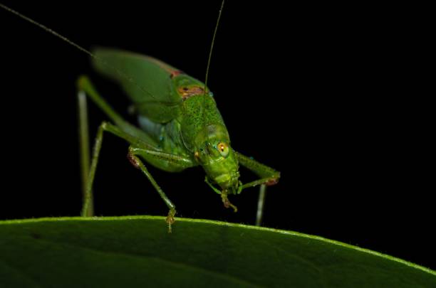 istock Closeup of green grasshopper perched on a green leaf 1451466995