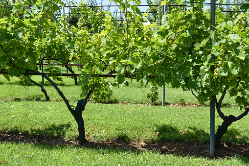 Vineyard. Grape vine garden with grass area