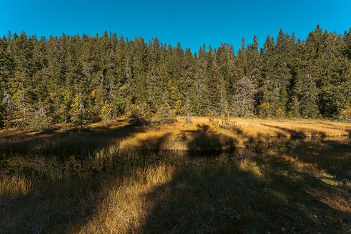 The Shadows of fall trees falling on a marshland in the Svartdalstjerna Valley of Svartdalstjerna Forest Reserve in the Totenaasen Hills, Norway