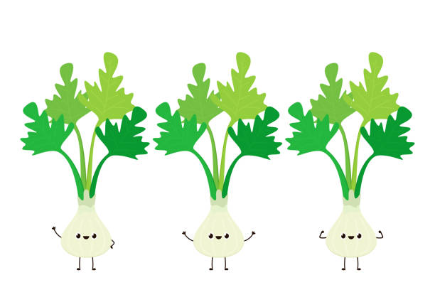 ilustrações de stock, clip art, desenhos animados e ícones de coriander character design. coriander cartoon vector on white background. - cilantro parsley spice white background