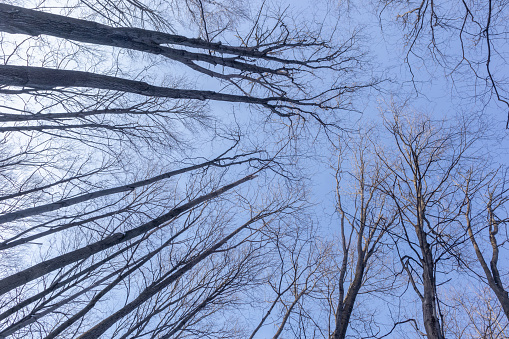 Dusk sky over winter forest