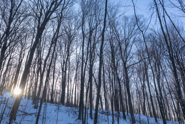 Sunset in winter woodland