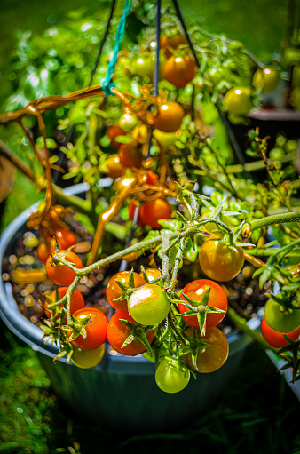 Close-up of cherry tomatoes in a hanging container in the fall