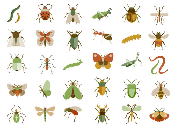 illustrazioni stock, clip art, cartoni animati e icone di tendenza di set di icone piatte degli insetti - bruco