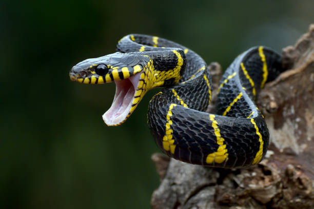 istock The gold-ringed cat snake in attacking position 1451470169