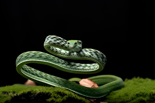Oxybelis fulgidus, commonly known as the green vine snake or the flatbread snake is a species of long, slender, arboreal colubrid snake