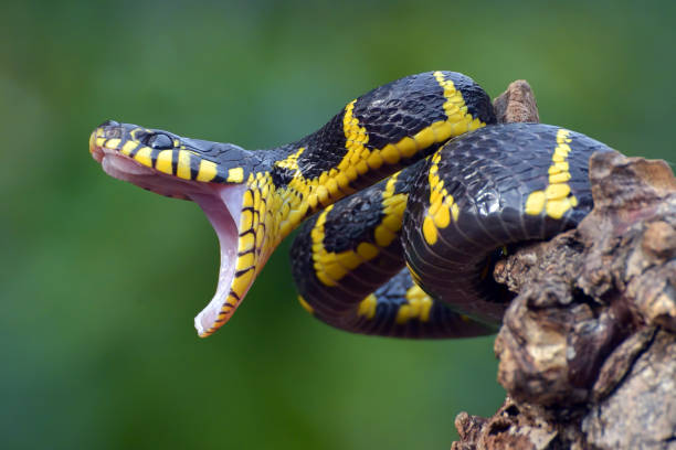istock The gold-ringed cat snake in attacking position 1451471198