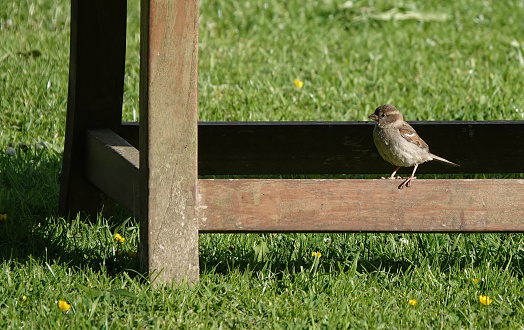 A house sparrow perching on the base of a wooden garden bench.