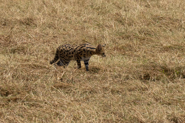 A serval walking in dry grass in the tanzanian savannah in the dry season.