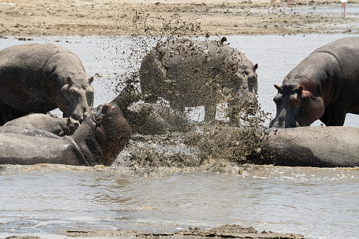 Two hippopotami fighting and splashing muddy water all around, in lake Magadi, Tanzania.