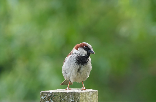 A male house sparrow on a wooden post.