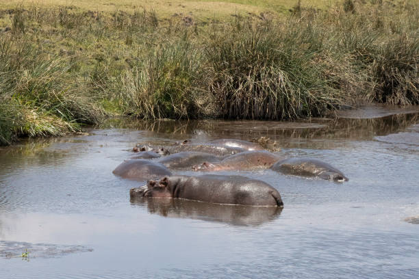 istock Hippopotami in Tanzania 1451472311