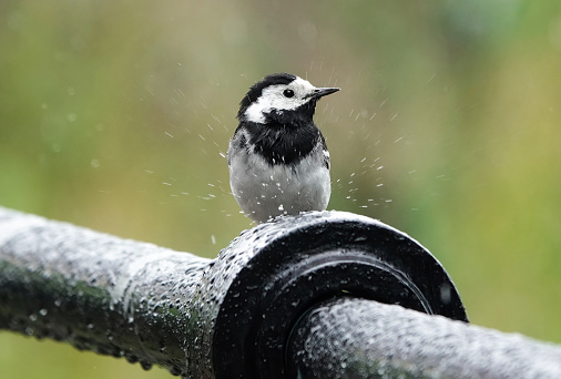 A pied wagtail perching on a metal railing in the rain and looking to one side against a defocused green background.
