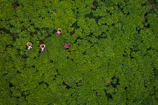 Aerial view - Tamil women plucking tea leaves near Nuwara Eliya, Sri Lanka ( Ceylon ). Sri Lanka is the world's fourth largest producer of tea and the industry is one of the country's main sources of foreign exchange and a significant source of income for laborers.