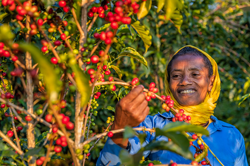 istock African woman collecting coffee cherries, East Africa 1451474057