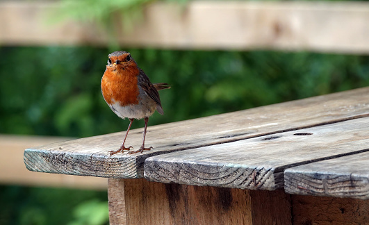 A European robin perching on a wooden table.