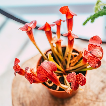 A high-angle view of Trumpet pitchers planted in a flowerpot