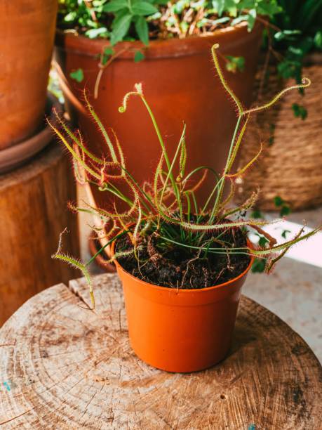 istock Vertical macro shot of Drosera binata planted in a flowerpot 1451476377