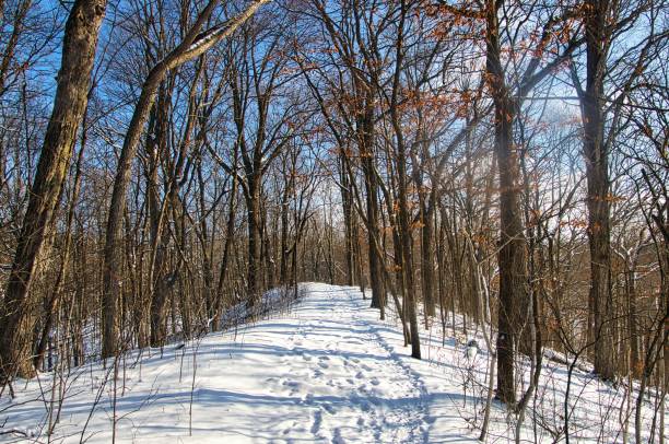 istock Clearing Skies Above the snowy Ice Age Trail 1451478843