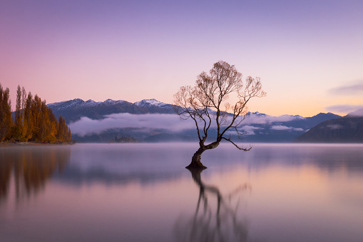 Long exposure of the beautiful Wanaka willow tree on a still morning, located on New Zealand's South Island.