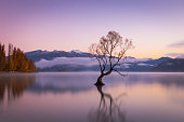 Beautiful Wanaka willow tree on a still morning, New Zealand