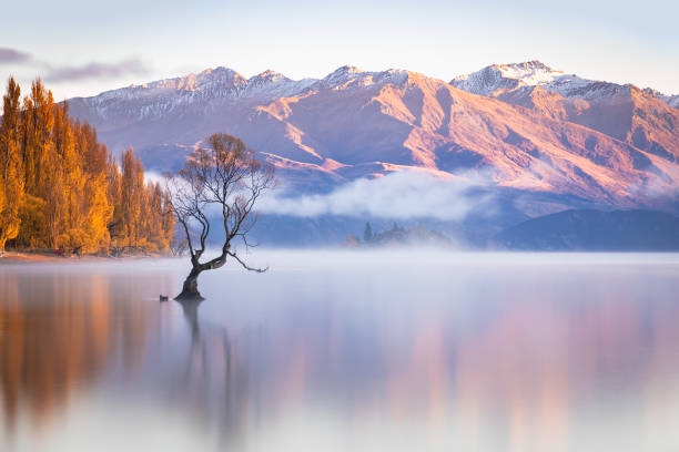 istock That Wanaka Tree in the morning light, New Zealand 1451483499