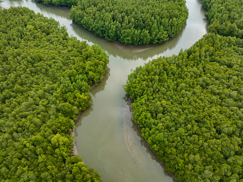 Mangeove Forest at the Coast of Phang Nga Bay. Drone View down towards the green Mangoves with canals leading into the Andaman Sea. Phang Nga Bay, Phuket, Thailand, Southeast Asia.