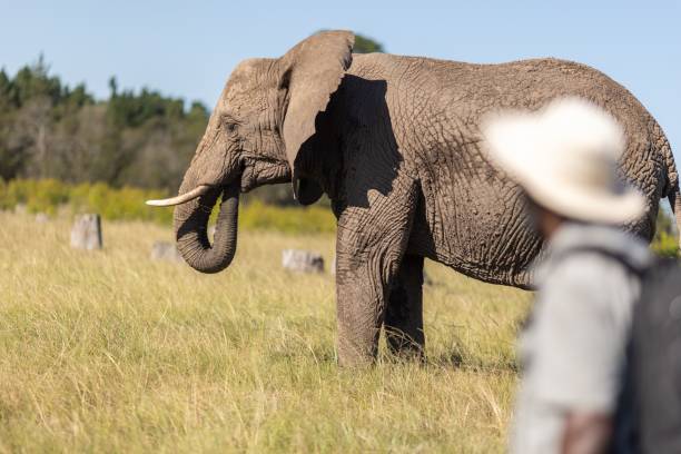 istock African bush elephant in the wild. 1451486273