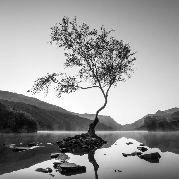 istock The lone tree at Llyn Padarn, North Wales 1451488379