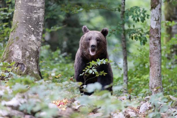 istock Closeup of a cute bear in a forest 1451488855