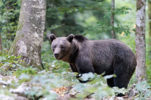 istock Closeup of a cute bear in a forest 1451488858