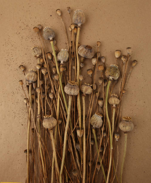 istock Dried poppies on carton background. 1451492004