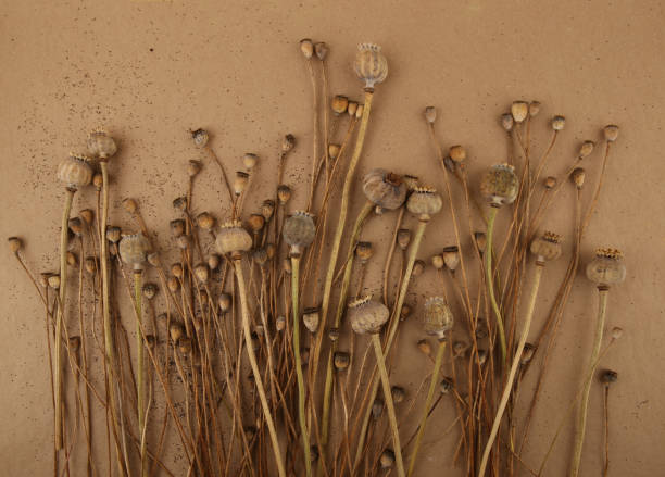 istock Dried poppies on carton background. 1451492032