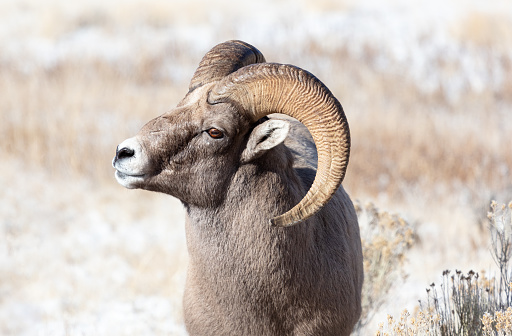 Closeup portrait of a Rocky Mountain Bighorn Sheep ram in Wyoming.