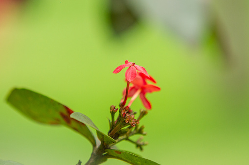 small red ixora flower, in a garden in Rio de Janeiro.