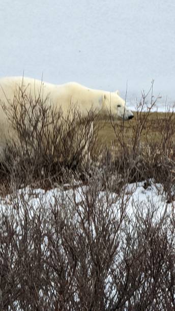 istock Close-up photo of a Polar Bear 1451497964