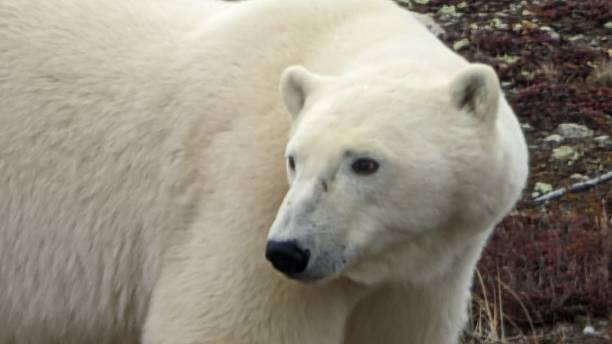 istock Close-up photo of a Polar Bear 1451498027