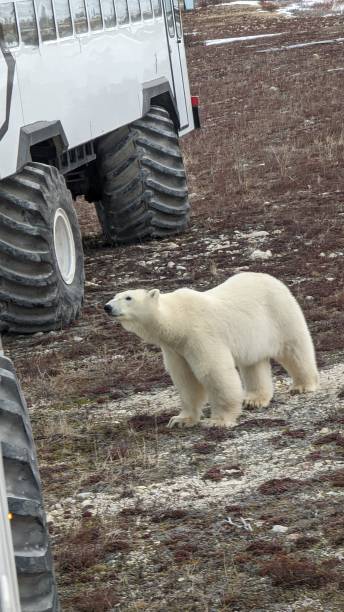 nahaufnahme eines eisbären - polar bear bear white close up stock-fotos und bilder