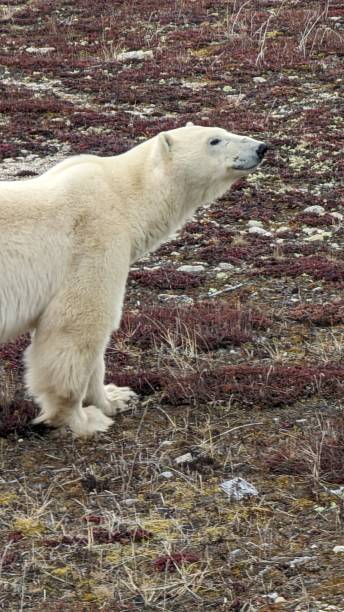 istock Close-up photo of a Polar Bear 1451499727