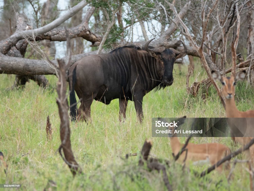 Wildebeest and Impala’s Looking at the Camera Taken at Kruger National Park in South Africa, this photo captures a wildebeest and two impala’s a mother and her baby, staring at the camera. Africa Stock Photo