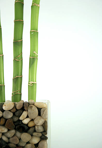 bambú de la suerte - bamboo shoot bamboo indoors plant fotografías e imágenes de stock