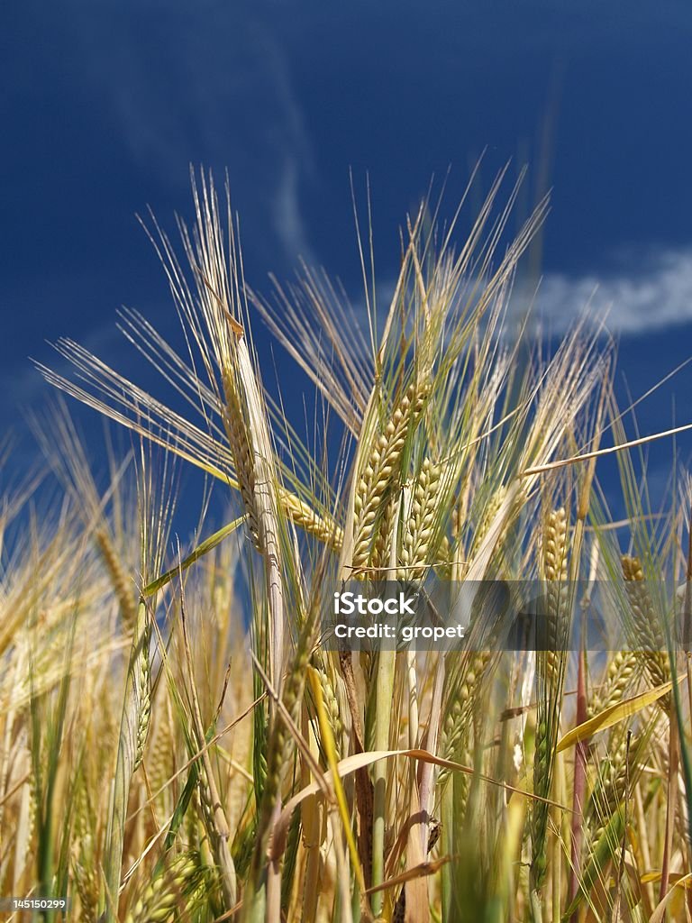 Cevada - Foto de stock de Agricultura royalty-free