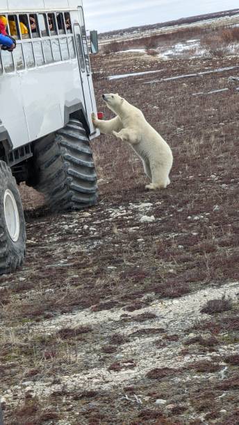 istock Polar Bear Interacting with Tour Vehicles. 1451505813